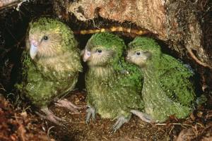 kakapo1.jpg