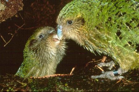 kakapo2.jpg (33Ko)
