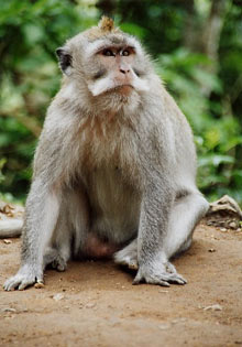 macaque2.jpg