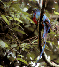 quetzal1.jpg