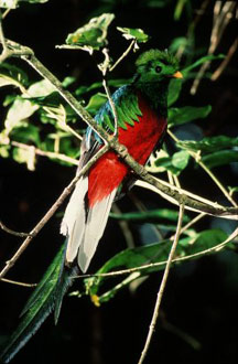 quetzal2.jpg (25Ko)