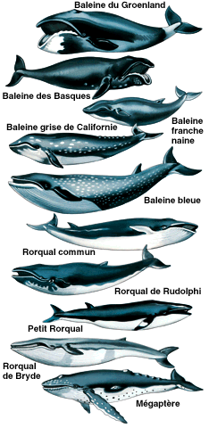 Baleine - Animal Totem